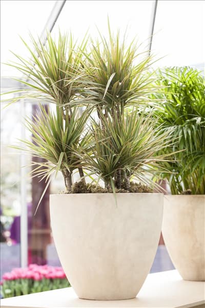 Dracaena marginata 'Bicolor'