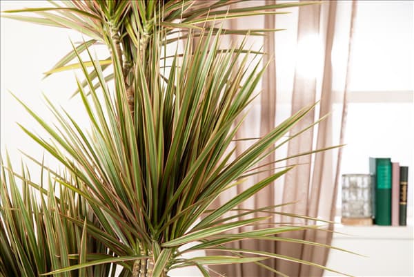 Dracaena marginata 'Bicolor'