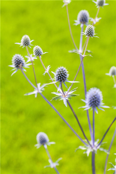Eryngium planum