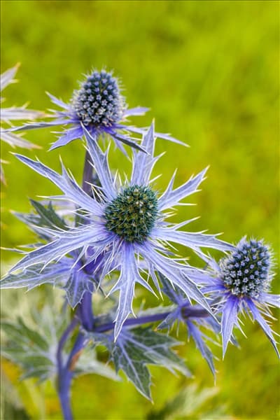 Eryngium planum