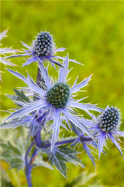 Eryngium planum