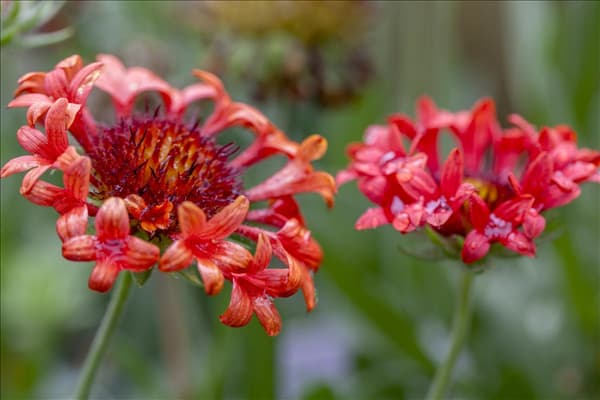 Gaillardia x grandiflora 'Fanfare'®