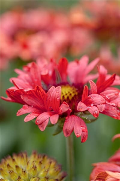Gaillardia x grandiflora 'Fanfare'®