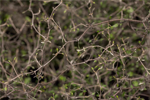 Corokia cotoneaster