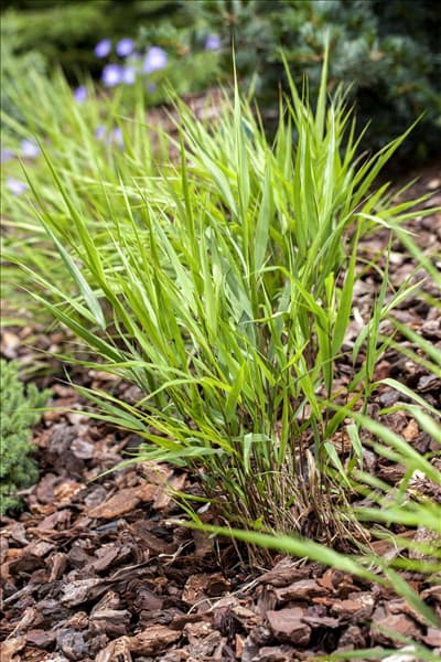 Hakonechloa macra