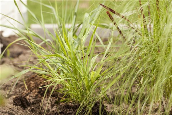 Hakonechloa macra