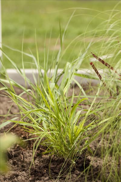 Hakonechloa macra
