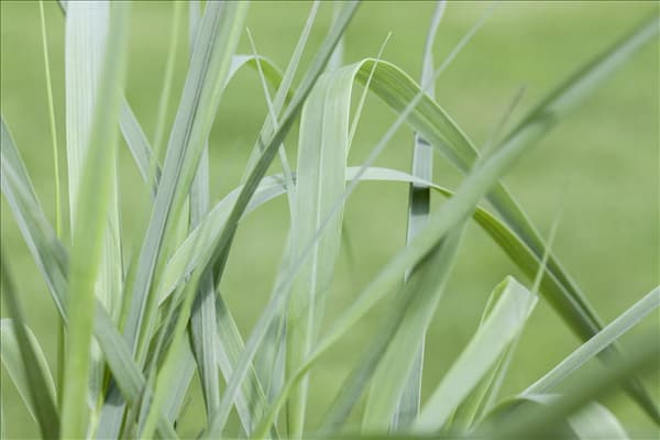 Hakonechloa macra