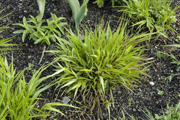 Hakonechloa macra