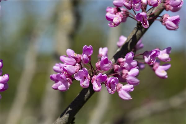 Cercis siliquastrum