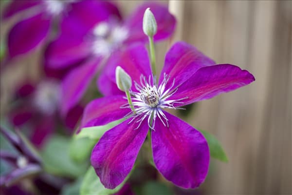 Clematis 'Westerplatte'