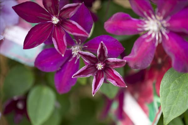 Clematis 'Westerplatte'