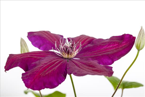 Clematis 'Westerplatte'