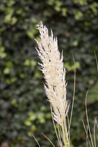 Cortaderia selloana 'Comet'®