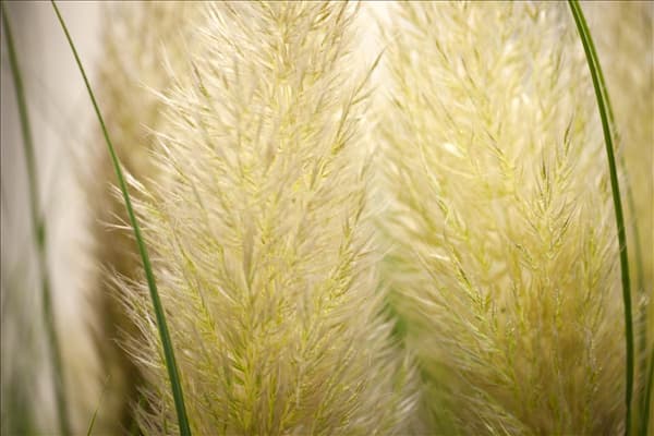 Cortaderia selloana
