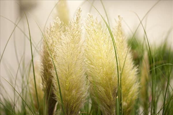 Cortaderia selloana