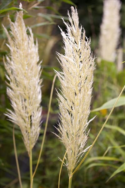Cortaderia selloana 'Golden Comet'