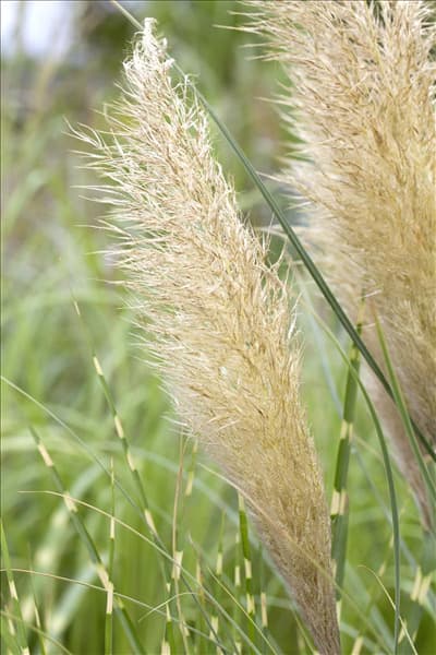 Cortaderia selloana