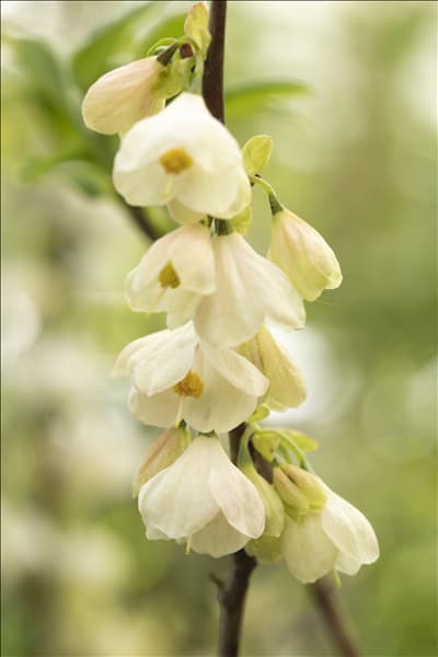 Halesia carolina