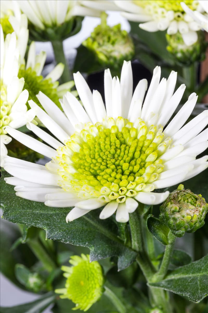 Chrysanthemum 'Splash Meadow'