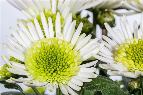 Chrysanthemum 'Splash Meadow'