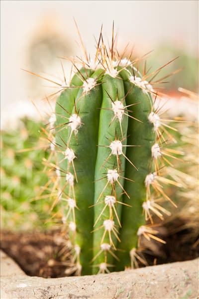 Cereus