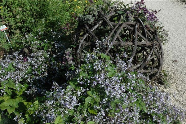 Clematis x jouiniana
