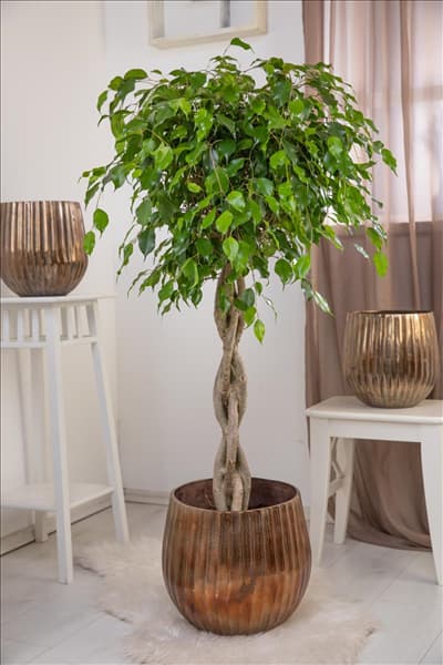 Ficus benjamina 'Exotica'