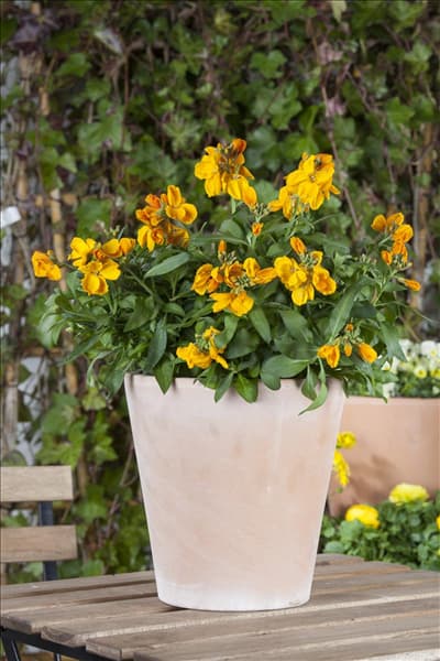 Erysimum cheiri