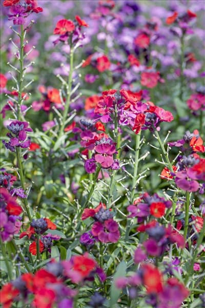 Erysimum cheiri