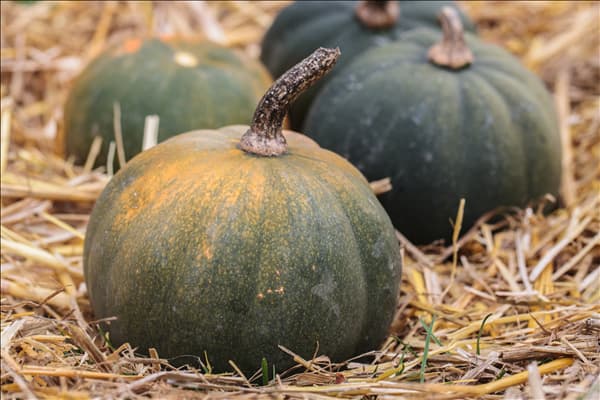Cucurbita moschata