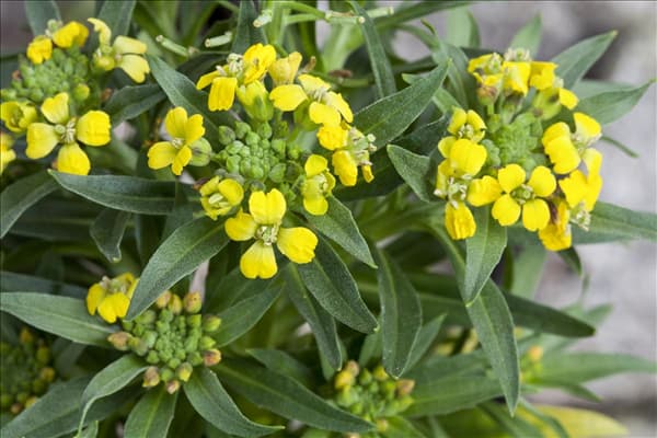 Erysimum cheiri