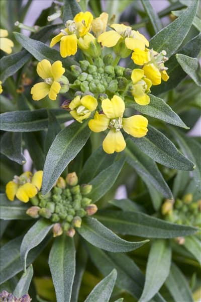 Erysimum cheiri