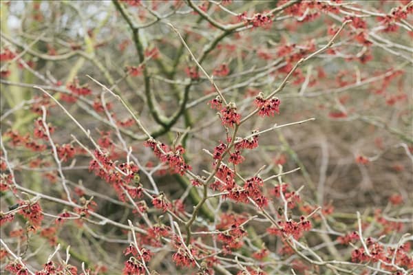 Hamamelis mollis 'Feuerzauber'