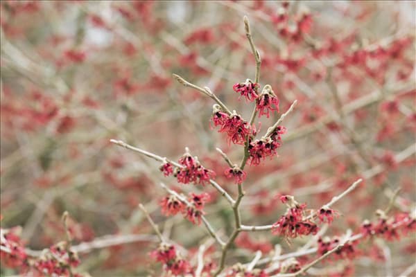 Hamamelis mollis 'Feuerzauber'