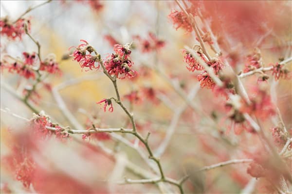 Hamamelis mollis 'Feuerzauber'