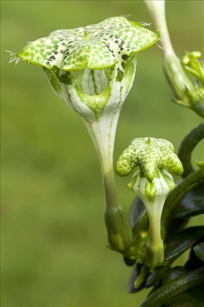 Ceropegia sandersonii