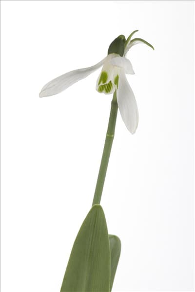 Galanthus nivalis