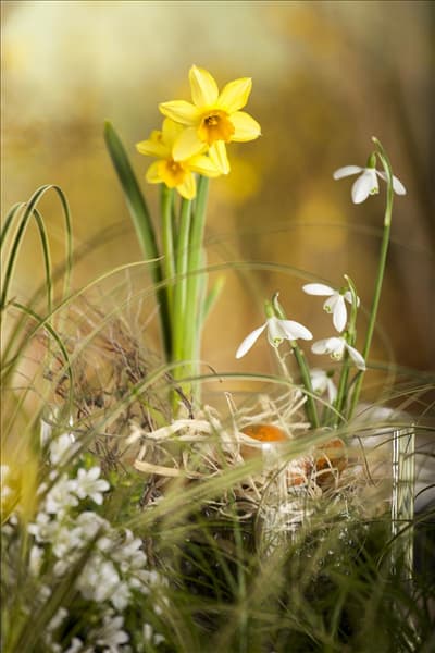 Galanthus nivalis