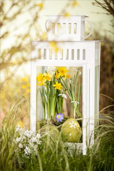 Narcissus