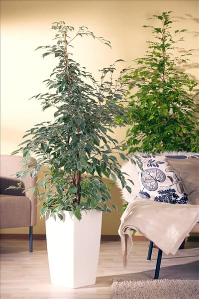 Ficus benjamina 'Golden King'