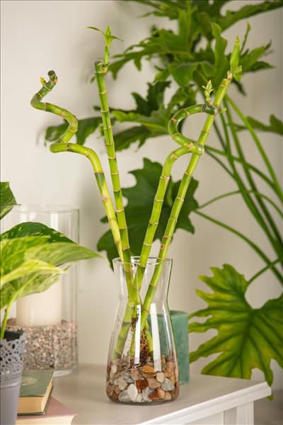 Dracaena sanderiana
