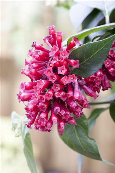 Cestrum elegans