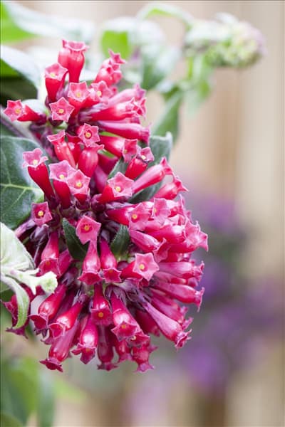 Cestrum elegans