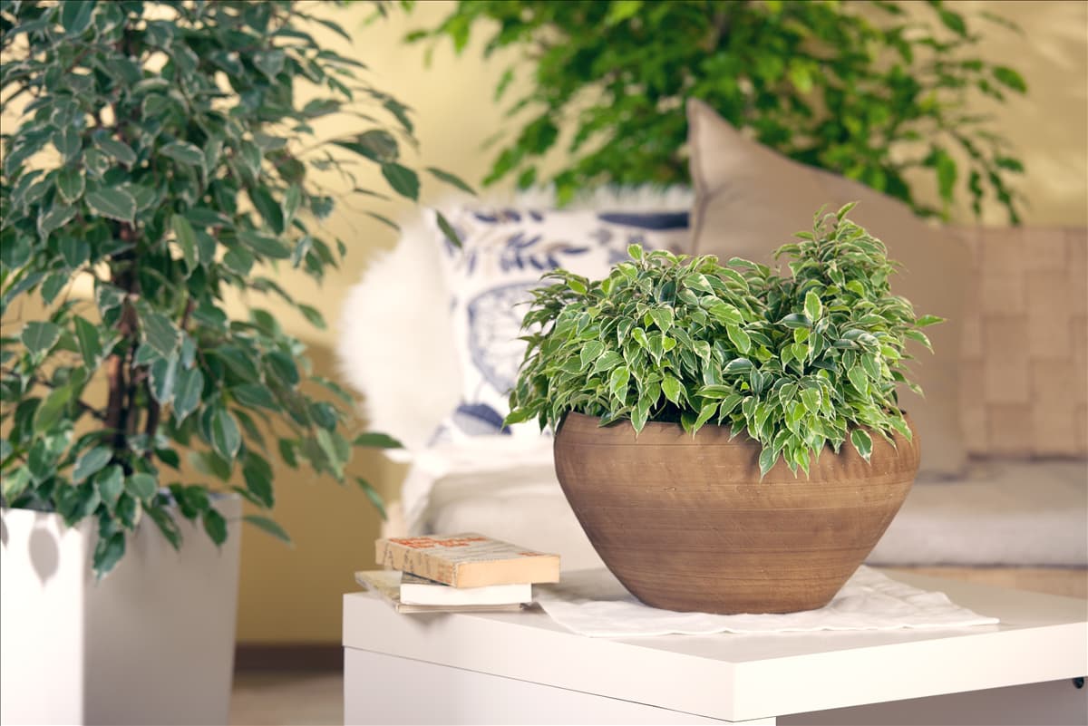 Ficus benjamina 'Kinky'