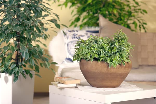 Ficus benjamina 'Kinky'