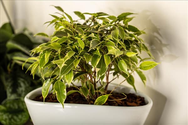 Ficus benjamina 'Kinky'