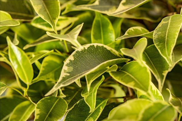 Ficus benjamina 'Kinky'