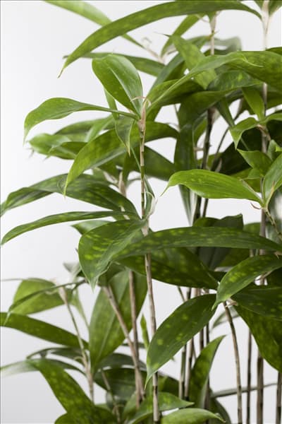 Dracaena surculosa