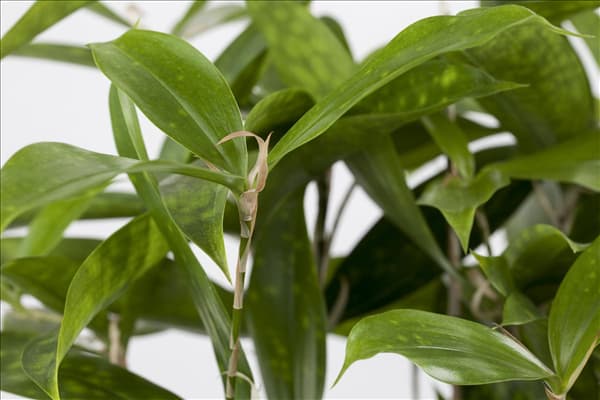 Dracaena surculosa